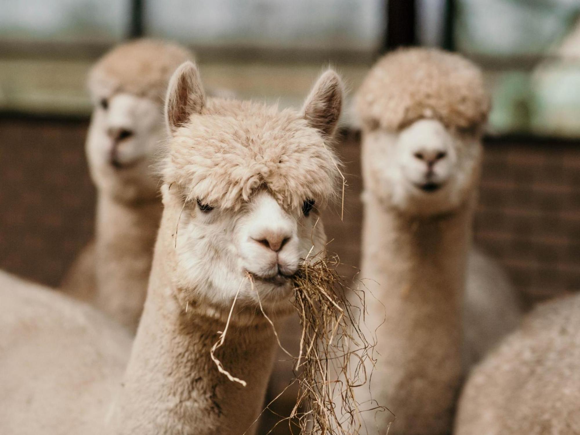 Alpacafarm Vorstenbosch エクステリア 写真