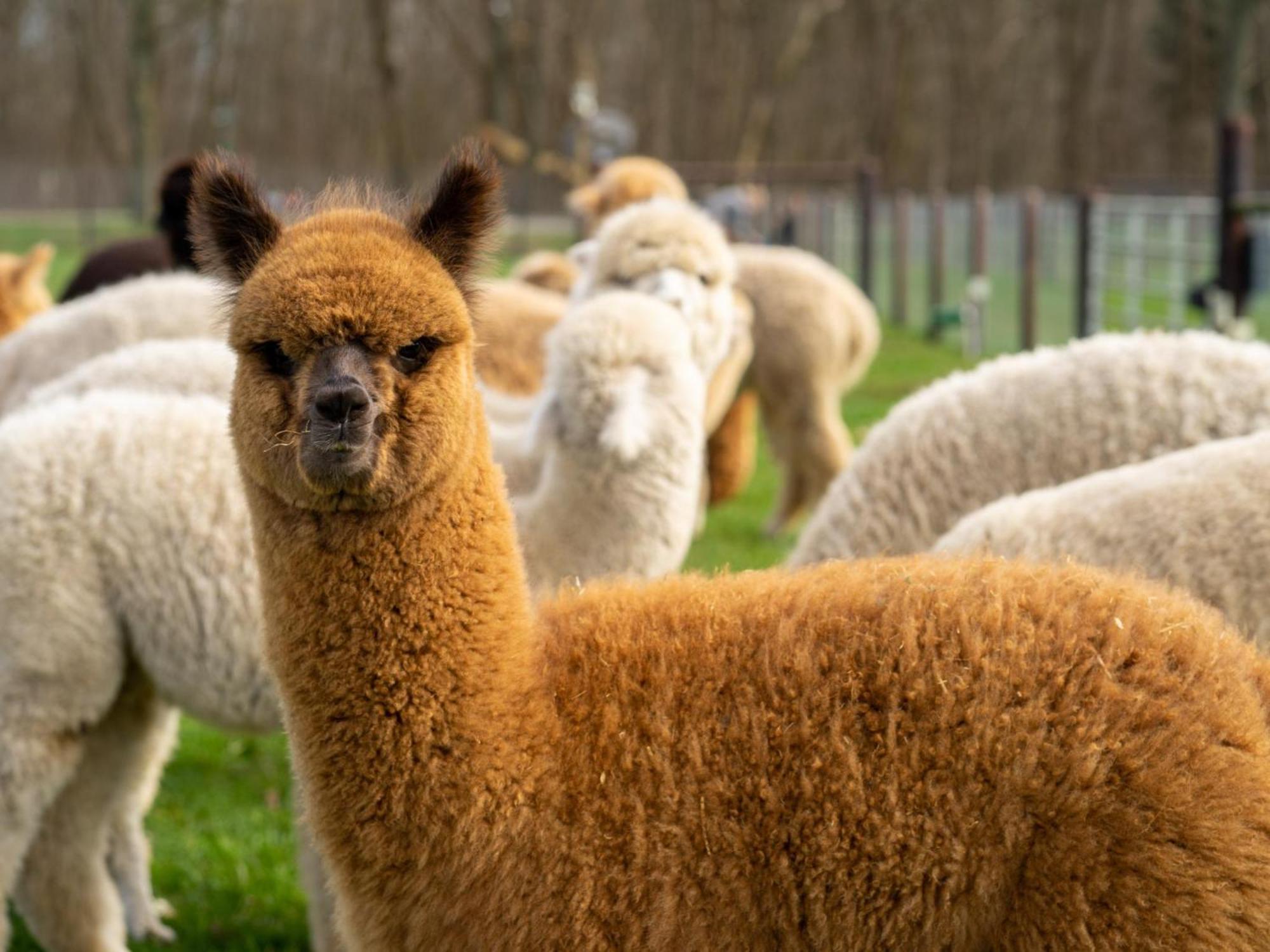 Alpacafarm Vorstenbosch エクステリア 写真