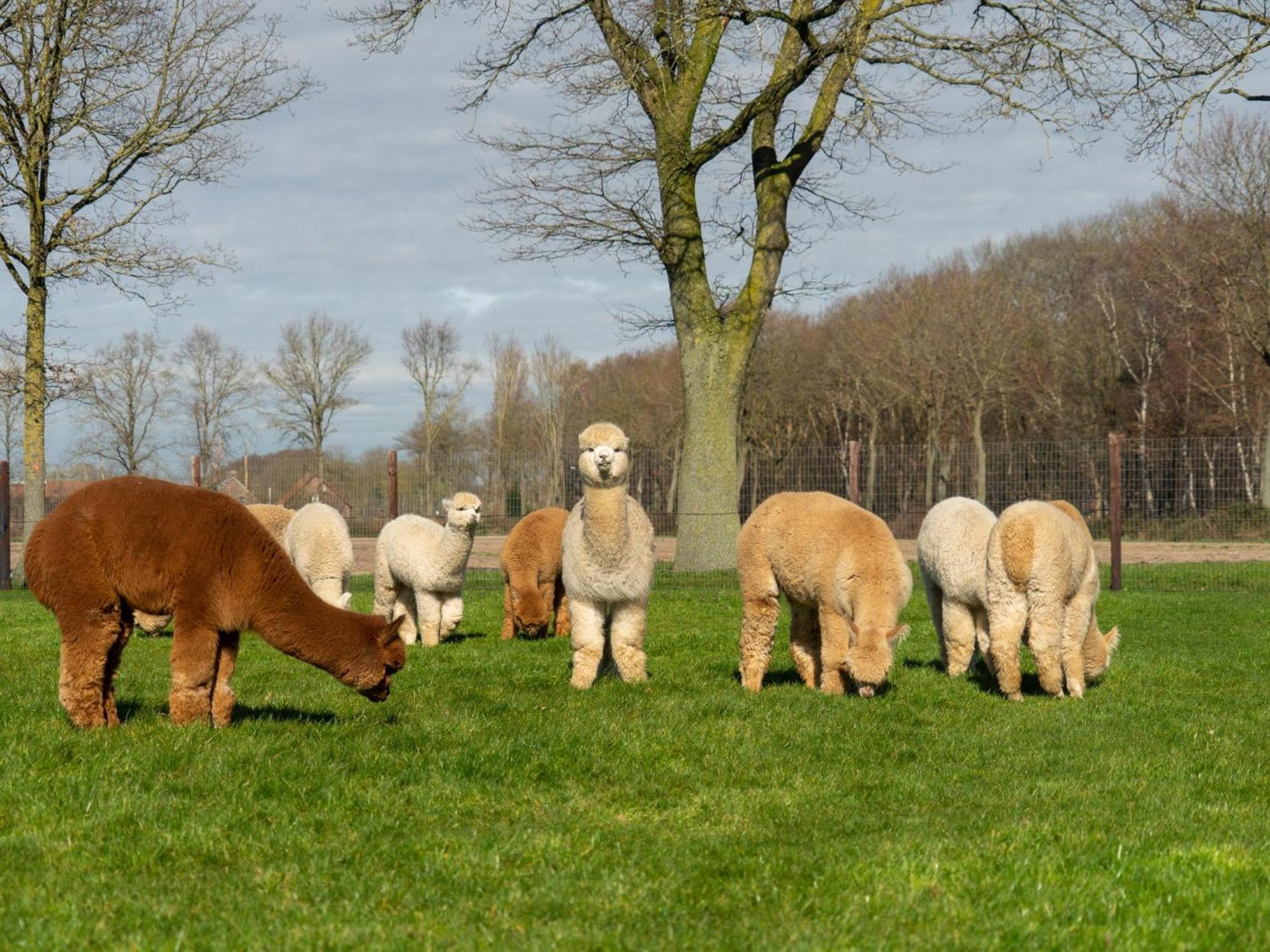 Alpacafarm Vorstenbosch エクステリア 写真