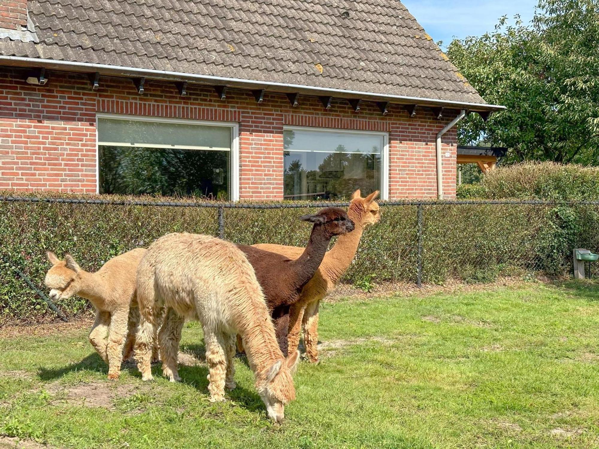 Alpacafarm Vorstenbosch エクステリア 写真
